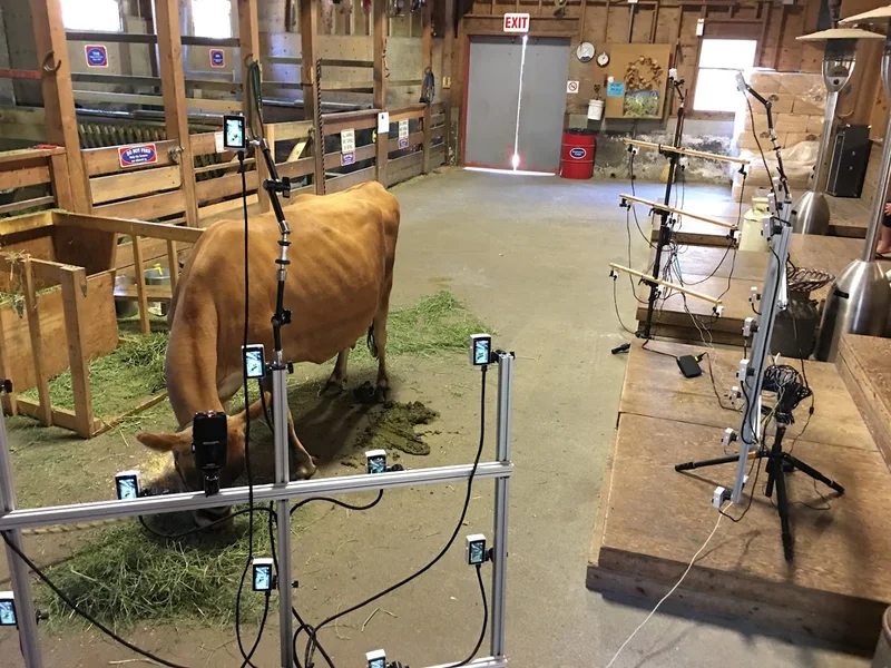 Alternate cow-capture angle showing camera mounts and barn setting.