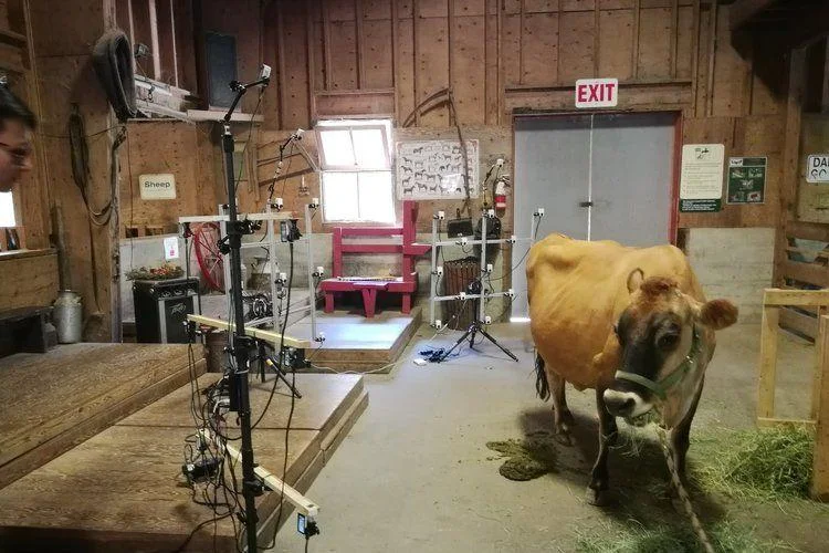 Portable volumetric camera array capturing a cow at Maplewood Farm.
